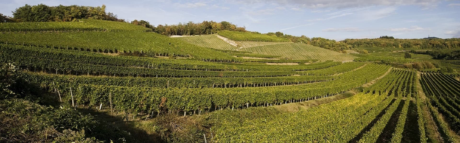 Weißweine aus Baden